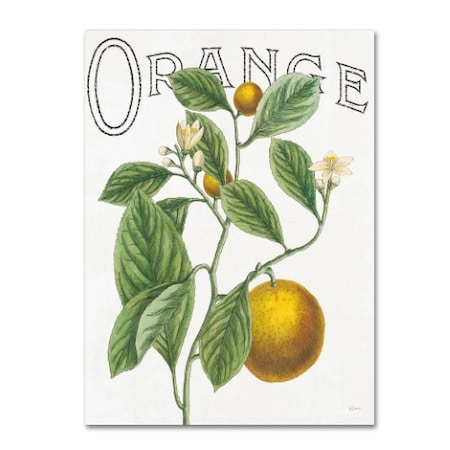 Sue Schlabach 'Classic Citrus VI' Canvas Art,14x19